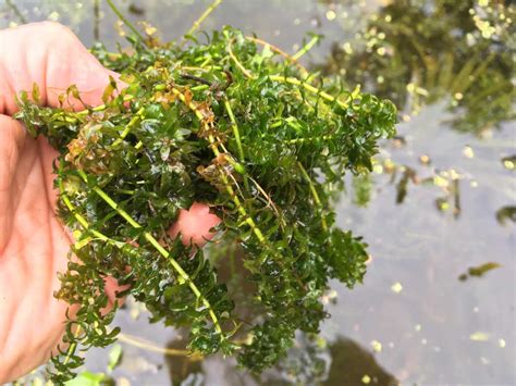 Pond Weed Types