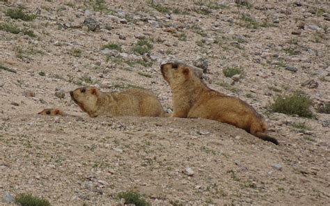 Himalayan Marmot Marmota - Free photo on Pixabay