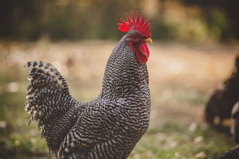 The Best Roosters for Your Flock - Backyard Poultry