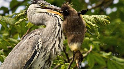 Heron eat enormous birds by swallowing them whole and head first - YouTube