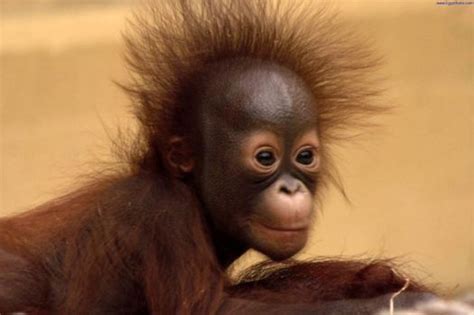 Theme: Hair Styles (24 pieces) | Baby orangutan, Orangutan, Cute babies