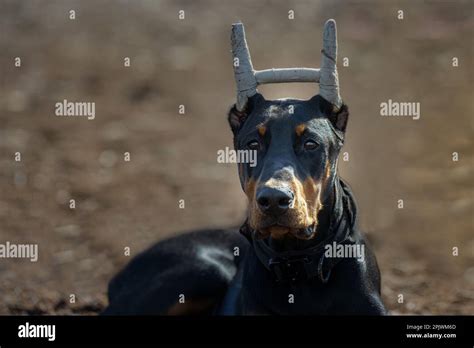 A young Doberman Pinscher running joyfully along a path with its ears taped Stock Photo - Alamy