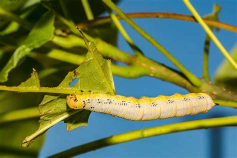 What to Know About Catalpa Trees and Their Worms