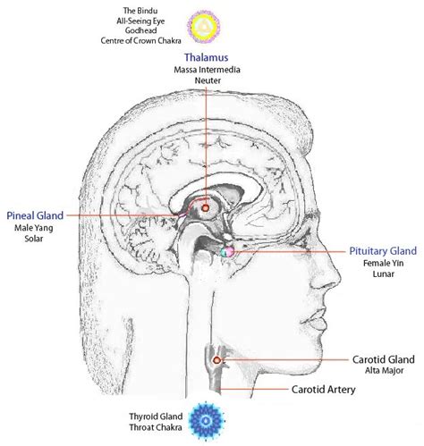 alta major chakra - Google Search (With images) | Pineal gland, Chakra, Gland