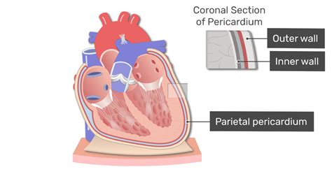 Pericardium - Structure & Function | GetBodySmart