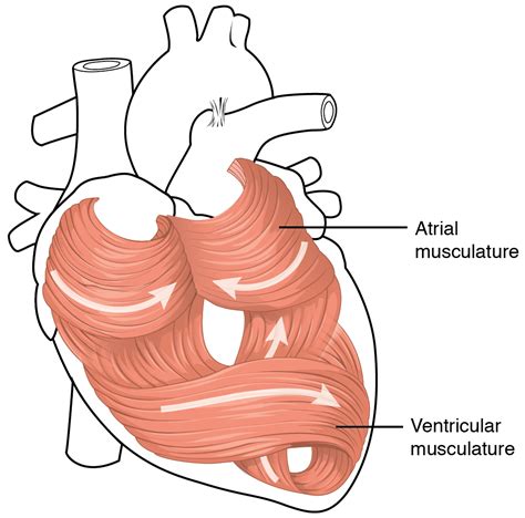 Heart Anatomy · Anatomy and Physiology