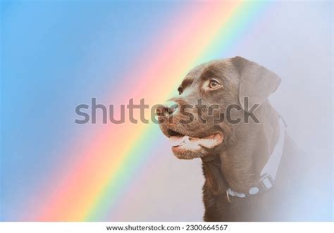 Rainbow Bridge Animal: Over 189 Royalty-Free Licensable Stock Photos | Shutterstock