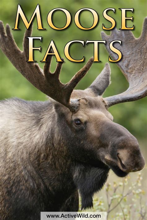 Moose Facts, Images, Information & Video For Kids & Adults | Animal ...