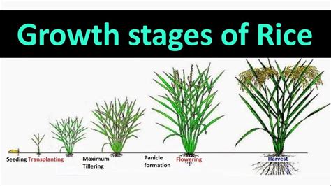 Rice Crop Growth Stages