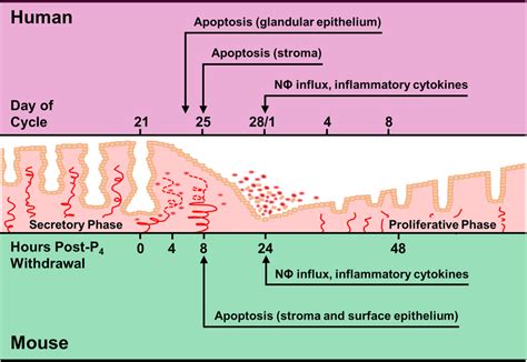 Summary of endometrial changes during menstruation in humans (top) and... | Download Scientific ...