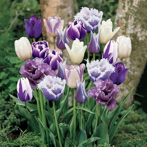 Perfect Purple Tulip Blend | Purple tulip, Tulip bulbs, Mixed flower pots