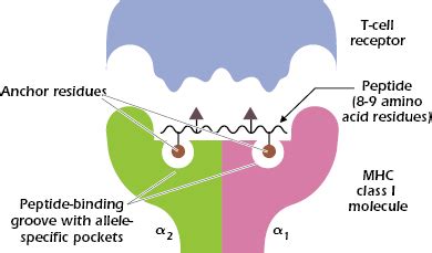 How T Cells Recognize Antigen: The Role of the Major Histocompatibility ...