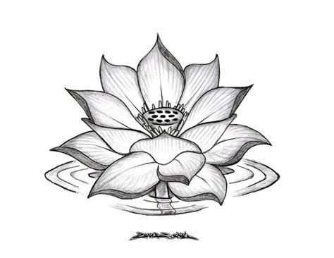 Lotus Flower Drawing Outline at GetDrawings | Free download