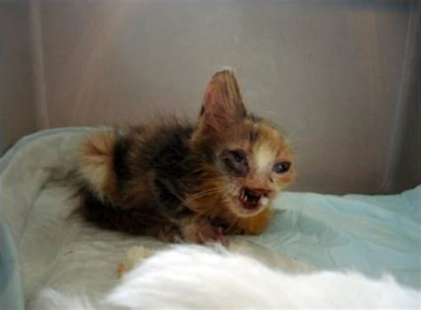 This Deformed Kitten Was Ignored By Everybody.Then A 7-Year-Old Girl Did Something Truly Amazing ...