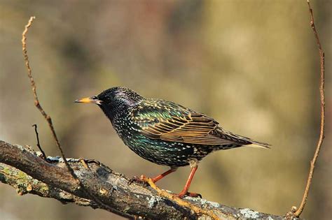 Starling | Bird Identification Guide | Bird Spot