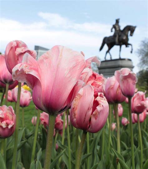 winterhill-aria: “Boston Public Gardens ” | Boston public garden, First day of spring, Boston ...