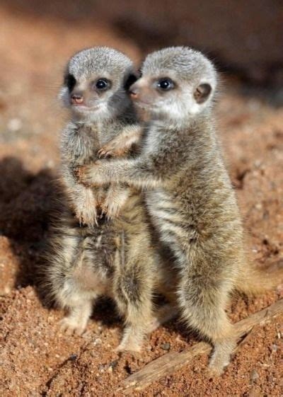 21 Cutest Baby Animal Hugs | Animal hugs, Cutest baby animals and ...