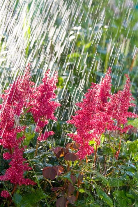 Beautiful Pink Flowers In The Rain Stock Photography - Image: 12033232