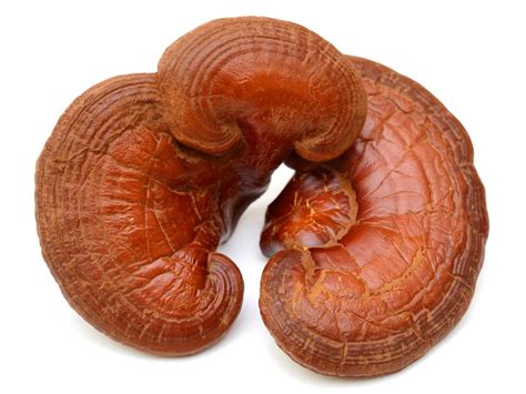 Ganoderma Lucidum Extract | Sample Reishi Ganoderma Extract for ...