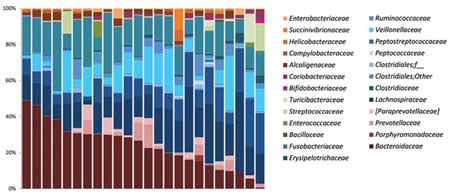 Intestinal Microbes and Digestive System Disease in Dogs | Today's ...