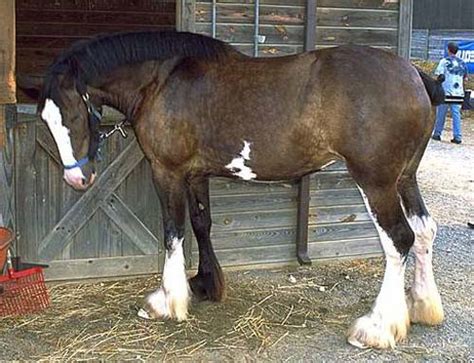 Clydesdale Horse | pictures and information