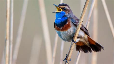 Nigeria bird singing competition - CGTN