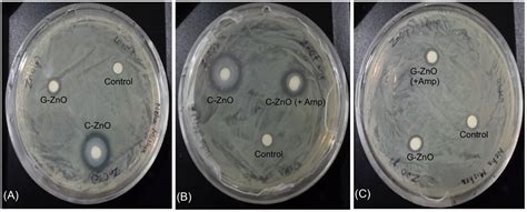 Frontiers | Mechanism of Anti-bacterial Activity of Zinc Oxide Nanoparticle Against Carbapenem ...