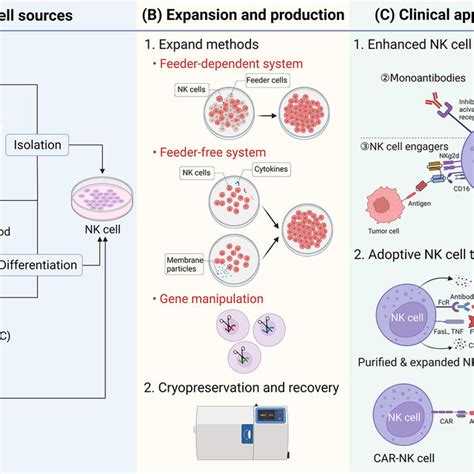 Natural killer (NK) cell therapy: an overview. (A) The main NK cell ...