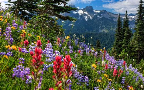 wildflowers on the mountainside :). What a beautiful view. | Kır ...