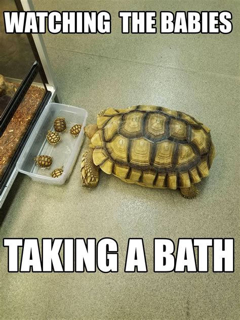 Funny Turtle Memes Clean