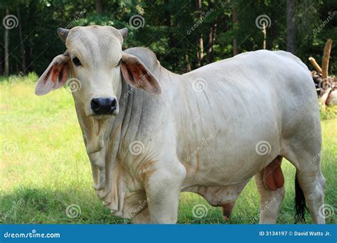 Brahman Bull Royalty Free Stock Photography - Image: 3134197