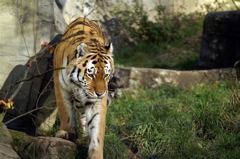 Tiger Wild Big Cat - Free photo on Pixabay