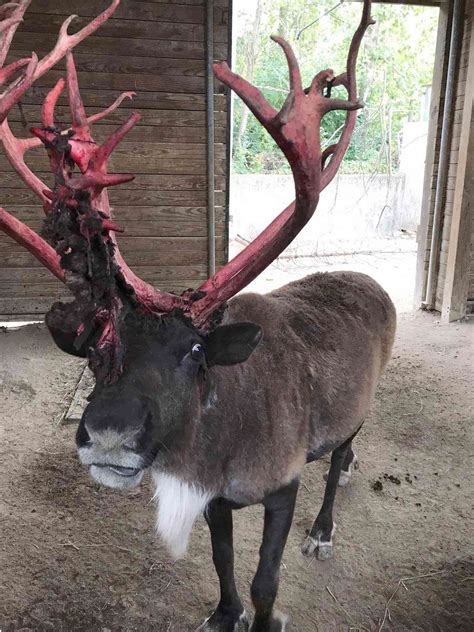 Zoo Reindeer Has Bloody Red Antlers for Halloween