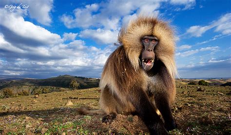 Gelada Baboons - By Greg Du Toit - ORYX Photo Tours