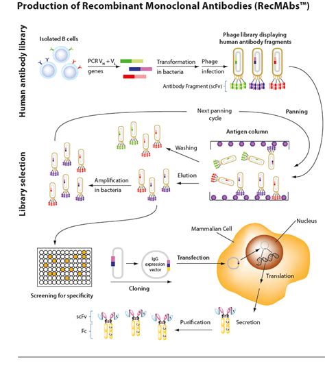 Recombinant Monoclonal Antibodies (RecMAbs™) - No Use of Animals - Adipogen Life Sciences ...