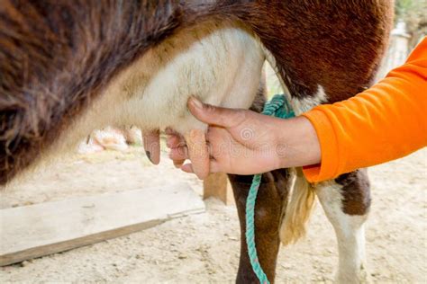 Closeup of Hand Milking a Cow Stock Photo - Image of natural, nature: 50458886