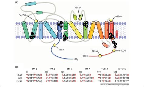 Mechanisms of dopamine transporter regulation in normal and disease states: Trends in ...