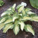 hosta Imperial Palace