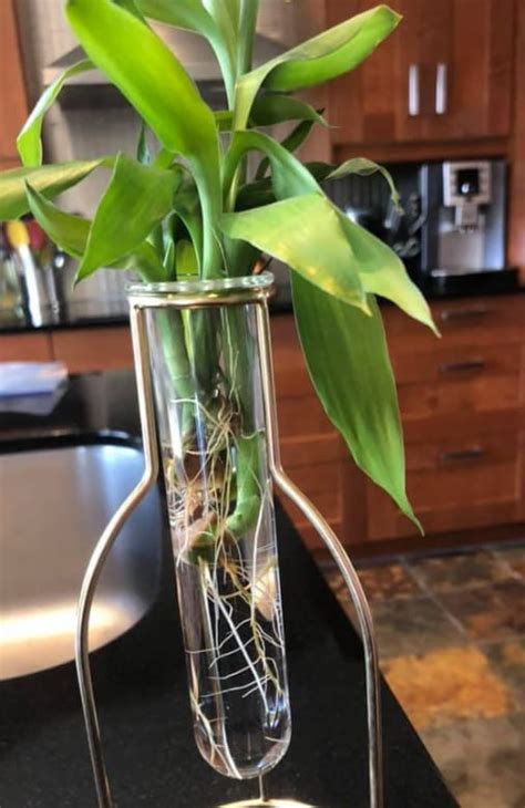 Can Lucky Bamboo Grow In Water? (Here's How) - Garden For Indoor