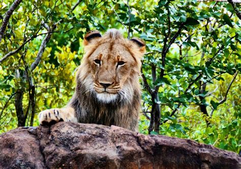 Lion Walk Zimbabwe Stock Photos - Free & Royalty-Free Stock Photos from ...