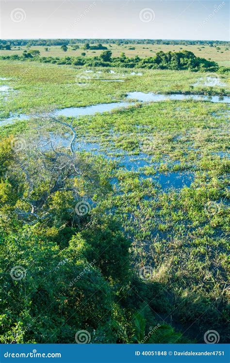 Pantanal wetland, Brazil stock photo. Image of jabiru - 40051848