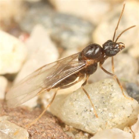 Lasius emergence - Lasius neoniger - BugGuide.Net