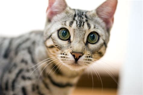 Cat Tips: The Bengal Cat Personality