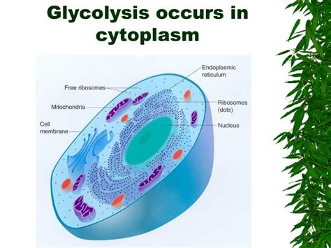 Chemical Reactions and Cell Processes - ppt download