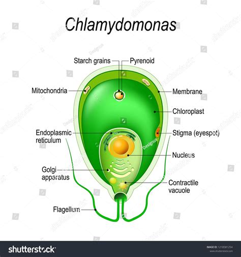 Cross section of a Chlamydomonas. Structure of the algae cell. Vector diagram for educational ...