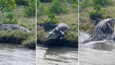 Bohle River crocodile sighting: Fisherman captures video of 4.5m croc ...