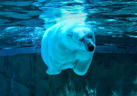 Polar Bear Underwater | Flickr - Photo Sharing!