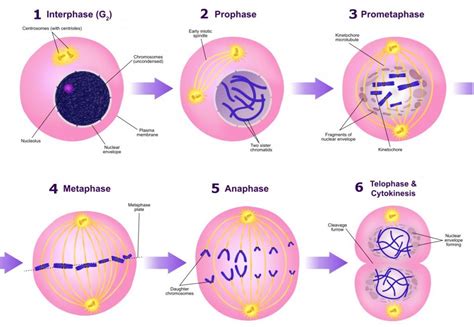 Mitotic Cell Division: What Is Mitosis? What Is Meiosis?