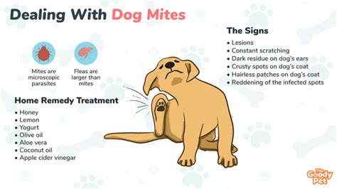 Types Of Dog Mites And How To Treat Them PetHonesty, 40% OFF