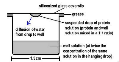 Main Page/BPHS 4090/Lysozyme Crystallization - Physics Wiki